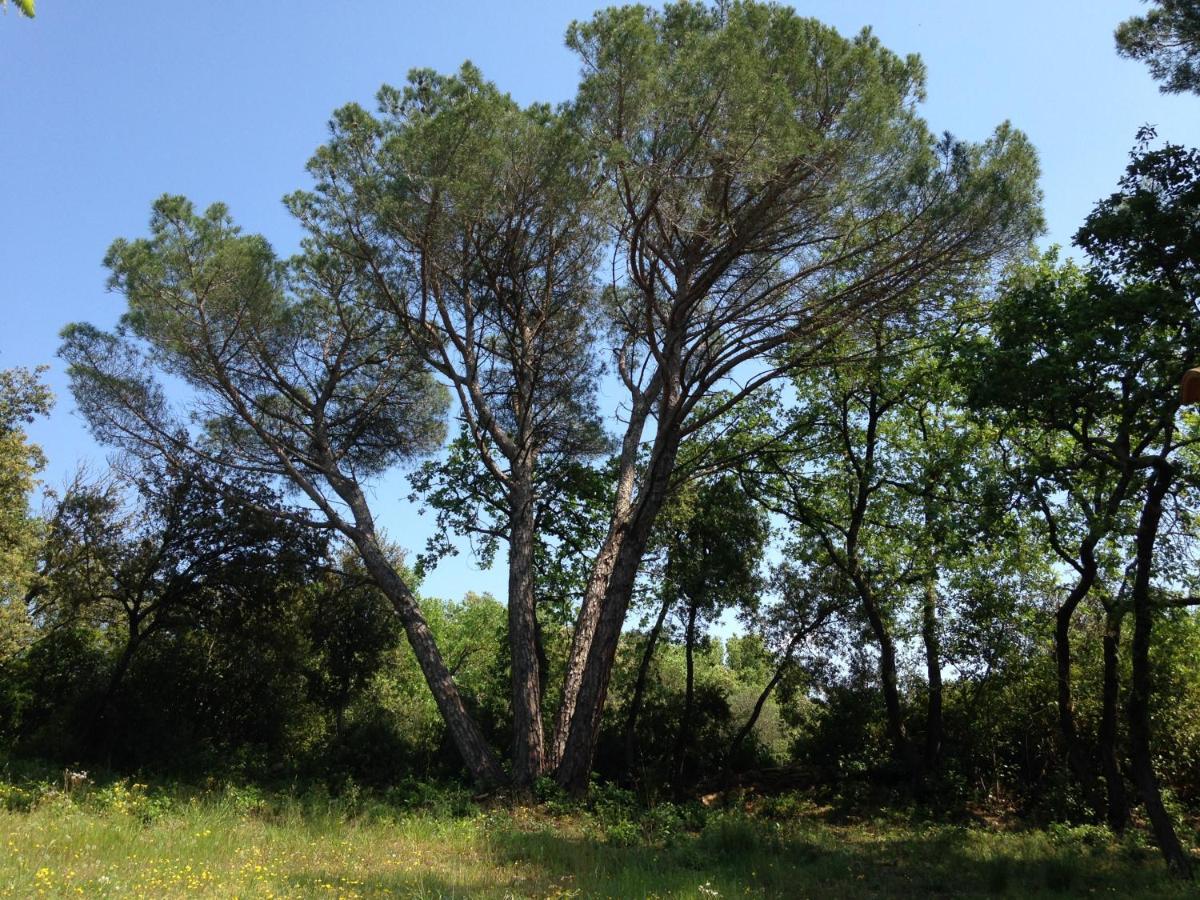 Les Marguerites Bed and Breakfast Vers-Pont-du-Gard Exteriör bild